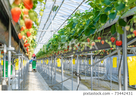 Strawberry farmer harvesting strawberries 73442431
