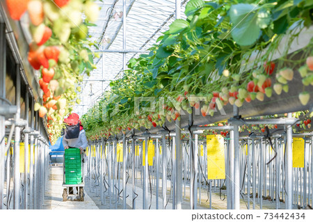 Strawberry farmer harvesting strawberries Strawberry farmer harvesting strawberries 73442434