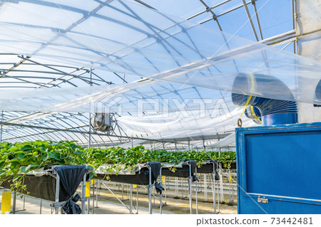 乙烯基房屋中的熱泵(草莓栽培) 乙烯基房屋中的熱泵(草莓栽培) 73442481