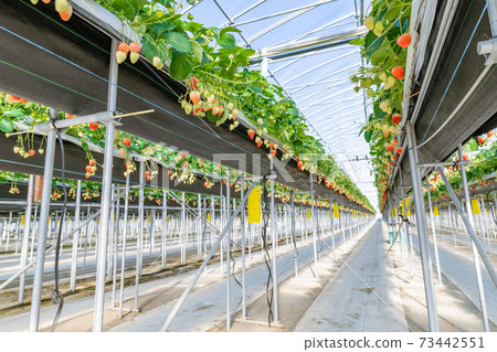 Strawberry farmer's greenhouse 73442551