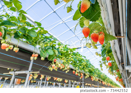 Strawberry farmer's greenhouse Strawberry farmer's greenhouse 73442552