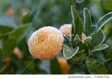 Small oranges with frost, Nagashima Town, Kagoshima Prefecture 73442726