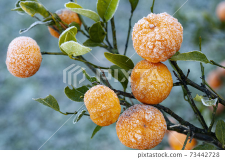 Small oranges with frost, Nagashima Town, Kagoshima Prefecture 73442728