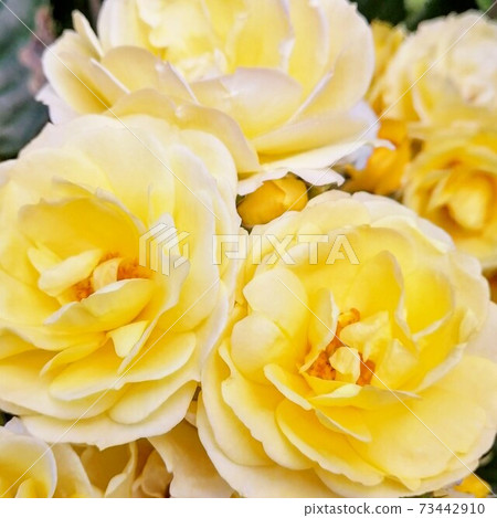 Yellow roses in full bloom 73442910