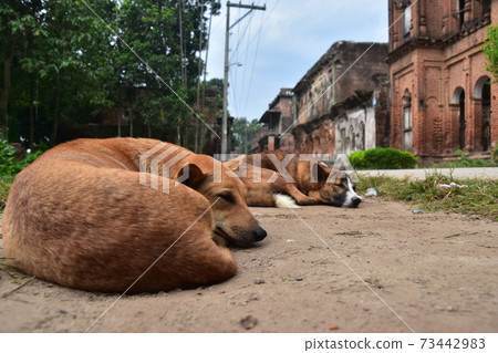 Sing Gao in Dhaka, Bangladesh, Panam Nogol, an old residential area, abandoned houses and stray dogs resting on the roadside Sing Gao in Dhaka, Bangladesh, Panam Nogol, an old residential area, abandoned houses and stray dogs resting on the roadside 73442983