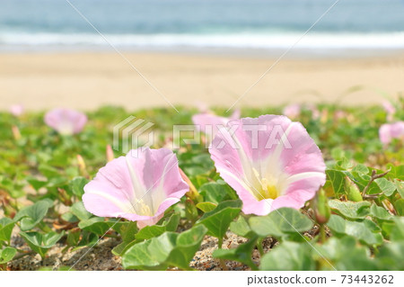 Hamahirugao ・海岸上盛開的花朵 73443262