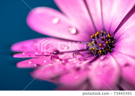 雛菊和水滴微距拍攝 73443393