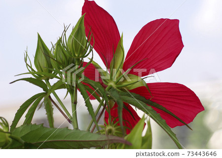 The crimson petals of American maple (Aoi Momiji) are elegant The crimson petals of American maple (Aoi Momiji) are elegant 73443646