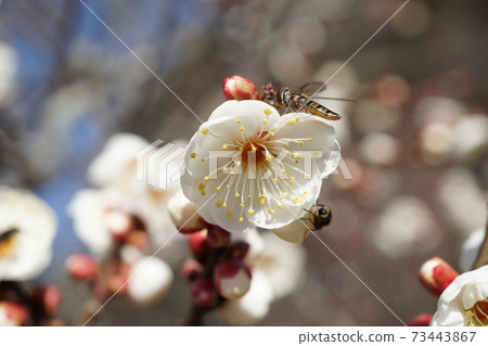 茨城縣水戶偕樂園 早春梅林 淡淡的白梅花香 茨城縣水戶偕樂園 早春梅林 淡淡的白梅花香 73443867