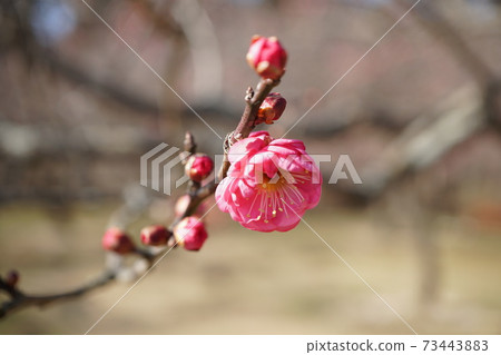 Mito Kairakuen, Ibaraki Prefecture Early spring plum grove A faint scent of red plum blossoms 73443883