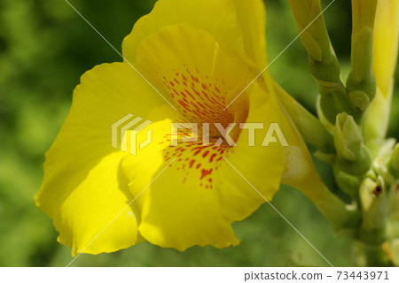 美人蕉的花朵盛開而又不損失夏日的陽光 73443971