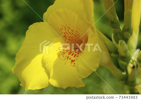 美人蕉的花朵盛開而又不損失夏日的陽光 美人蕉的花朵盛開而又不損失夏日的陽光 73443983
