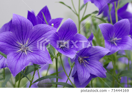 紫色kikyo的花瓣很漂亮，很搭配 73444169