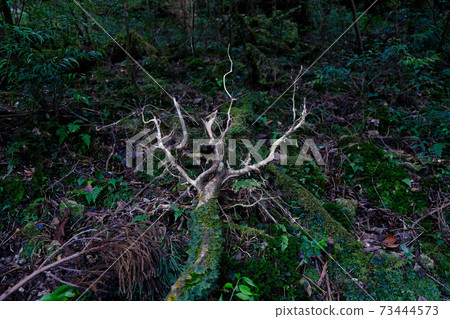 Yakushima fallen tree 73444573