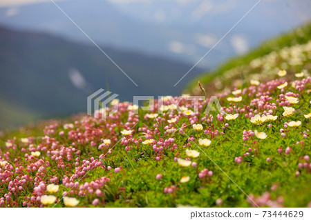 Ezonotsugazakura and Chinguruma_Mountains with snow in the distant view 73444629