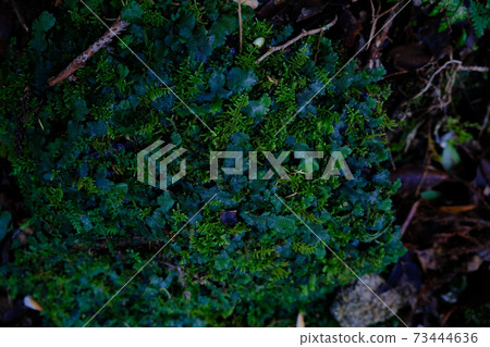 屋久島的苔蘚 73444636