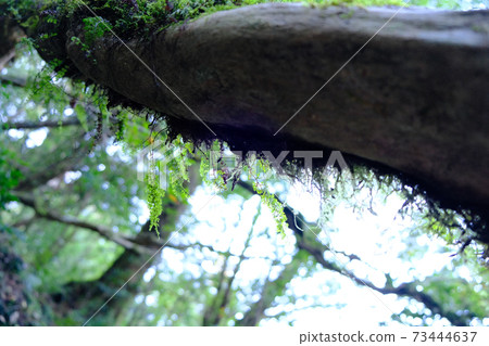 Moss hanging from Tall Stewartia Moss hanging from Tall Stewartia 73444637