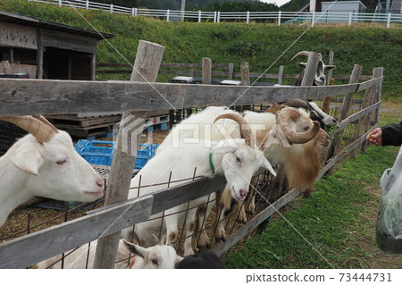 Goat family Goat family 73444731