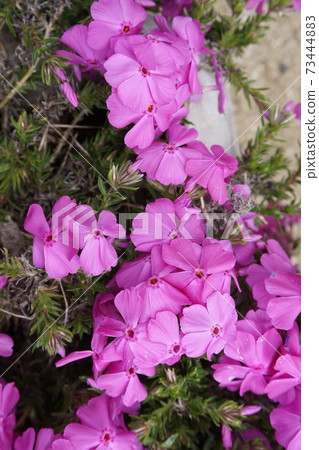 Moss phlox  73444883