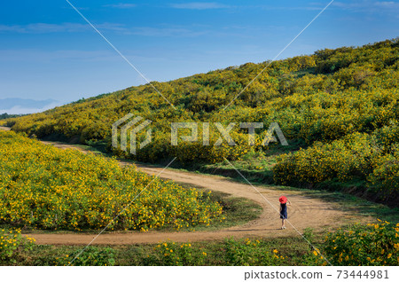 Landscape nature flower Tung Bua Tong, View point. Landscape nature flower Tung Bua Tong, View point. 73444981