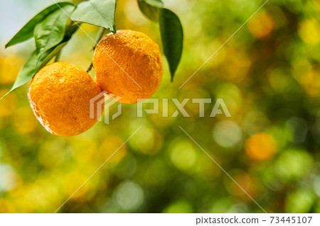 It's the season when the fruits of Yuzu turn yellow. 73445107