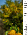 It's the season when the fruits of Yuzu turn yellow. 73445114