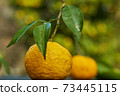 It's the season when the fruits of Yuzu turn yellow. 73445115