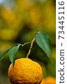 It's the season when the fruits of Yuzu turn yellow. 73445116