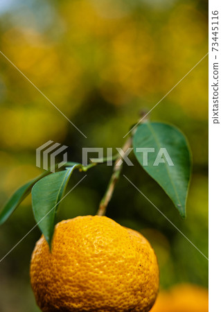 It's the season when the fruits of Yuzu turn yellow. 73445116