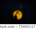 It's the season when the fruits of Yuzu turn yellow. 73445117