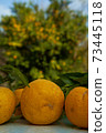 It's the season when the fruits of Yuzu turn yellow. 73445118