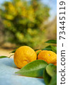 It's the season when the fruits of Yuzu turn yellow. 73445119