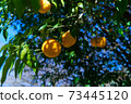 It's the season when the fruits of Yuzu turn yellow. 73445120