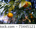 It's the season when the fruits of Yuzu turn yellow. 73445121