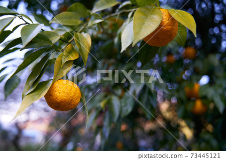 It's the season when the fruits of Yuzu turn yellow. It's the season when the fruits of Yuzu turn yellow. 73445121