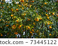 It's the season when the fruits of Yuzu turn yellow. 73445122