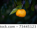 It's the season when the fruits of Yuzu turn yellow. 73445123