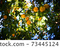 It's the season when the fruits of Yuzu turn yellow. 73445124