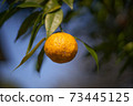 It's the season when the fruits of Yuzu turn yellow. 73445125