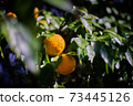 It's the season when the fruits of Yuzu turn yellow. 73445126