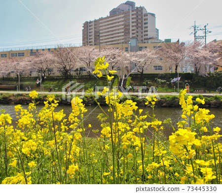 Flowers Blooming Spring Oncheoncheon Citizens Park , Busan, South Korea, Asia Flowers Blooming Spring Oncheoncheon Citizens Park , Busan, South Korea, Asia 73445330