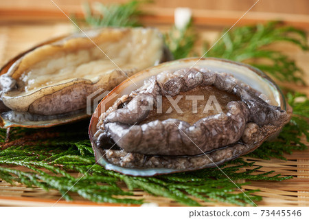 活鮑魚 活鮑魚 73445546