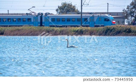Graceful white Swan swimming in the lake with blue water on a sunny day. Electric train at the background Graceful white Swan swimming in the lake with blue water on a sunny day. Electric train at the background 73445950