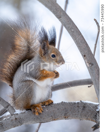 The squirrel sits on tree in the winter or late autumn The squirrel sits on tree in the winter or late autumn 73445990