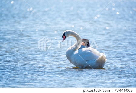 Graceful white Swan swimming in the lake, swans in the wild Graceful white Swan swimming in the lake, swans in the wild 73446002