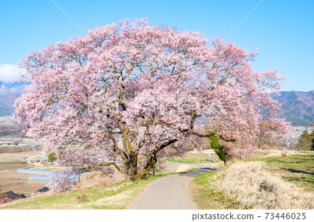 上層一棵櫻桃樹 73446025