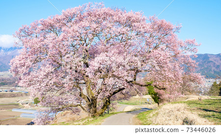One cherry tree on the upper flat One cherry tree on the upper flat 73446026