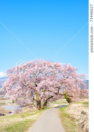 上層一棵櫻桃樹 73446027