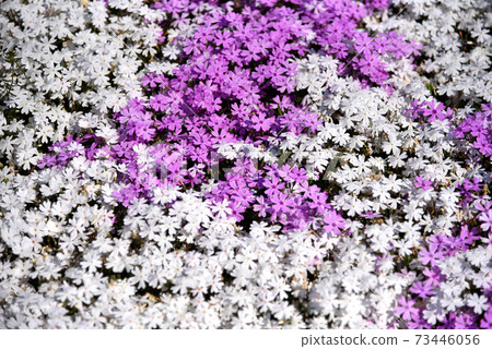 Ota City Ota Moss Phlox Festival 73446056