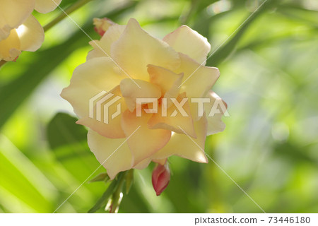 kyochikuto的黃色花朵清涼可愛 kyochikuto的黃色花朵清涼可愛 73446180